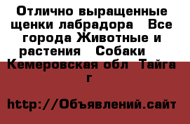 Отлично выращенные щенки лабрадора - Все города Животные и растения » Собаки   . Кемеровская обл.,Тайга г.